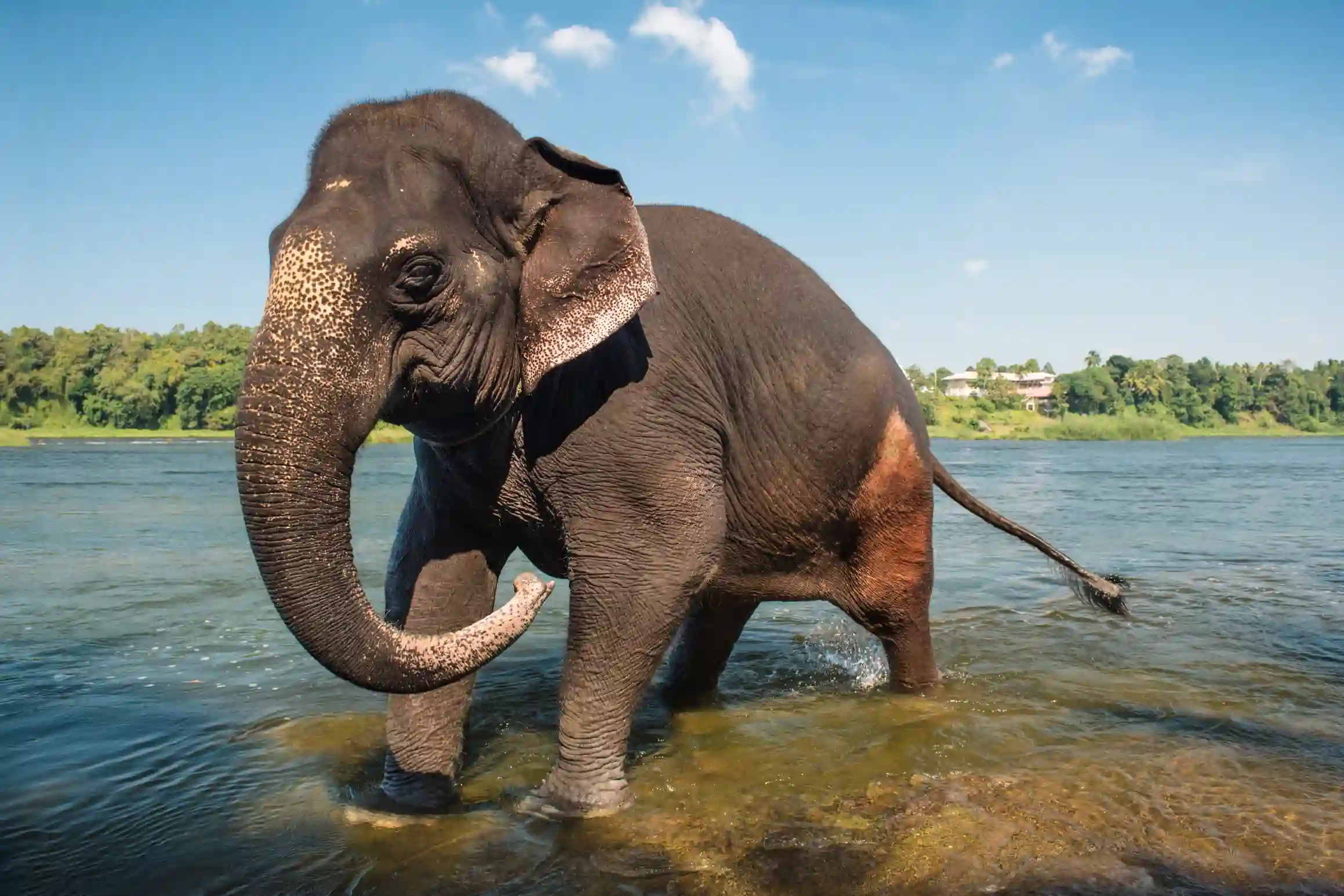 elephant-washing-in-the-river-2026-03-16-23-01-54-utc